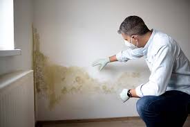 Best Basement Mold Removal  in English, IN